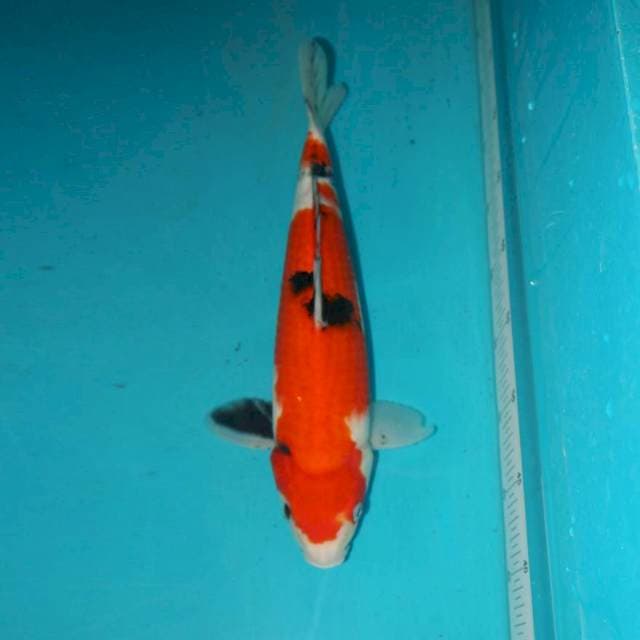 SANKE 33 CM