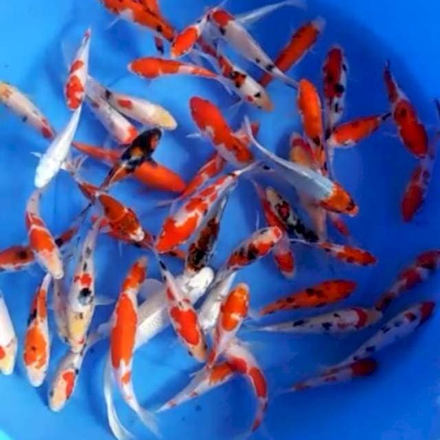 50ekor ukuran 12-15cm mix koi