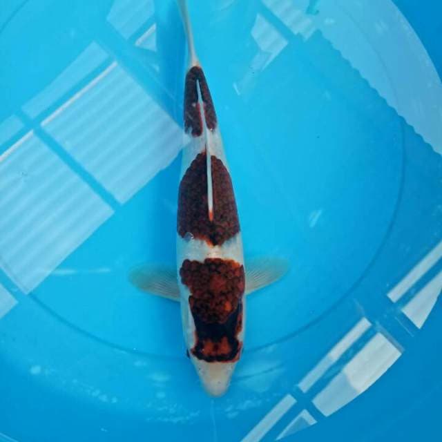 Sandan Koromo 31 cm