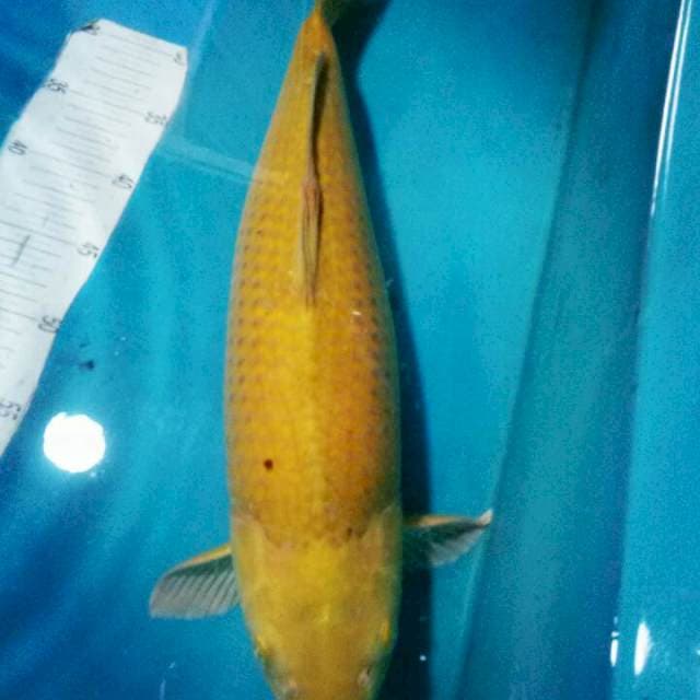 MIDORI..MUNUK BULKY..48CM