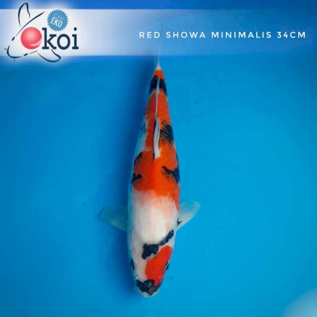 Showa minimalis