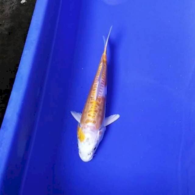 HARIWAKE DOITSU MULUS