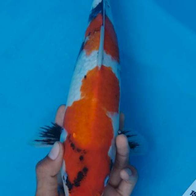 Showa gg 40cm