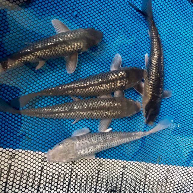 Soragoi Ginrin 5ekor kode 3 Penjinak Kolam