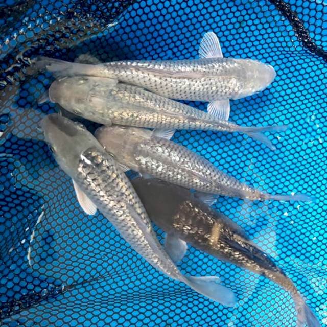 Soragoi Ginrin 5ekor Penjinak Kolam