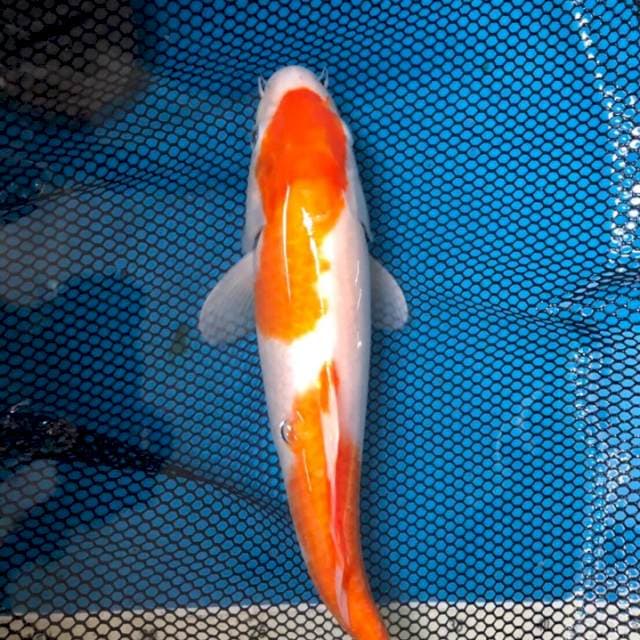 Kohaku 2step 35BU kode1