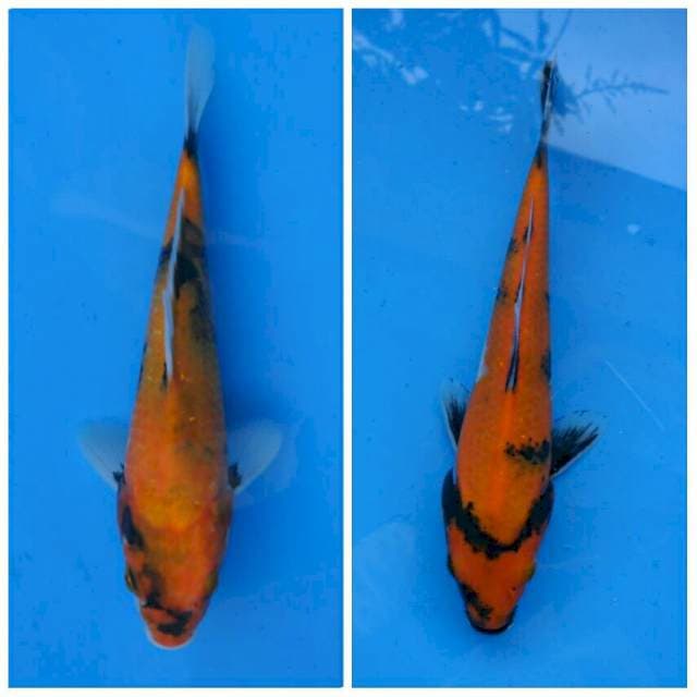 Duo Hi Showa F1