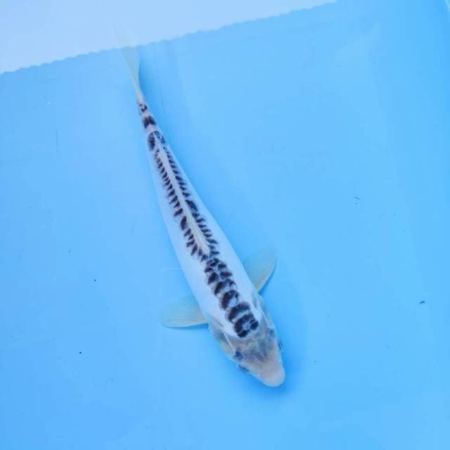 4. Shusui #30cm