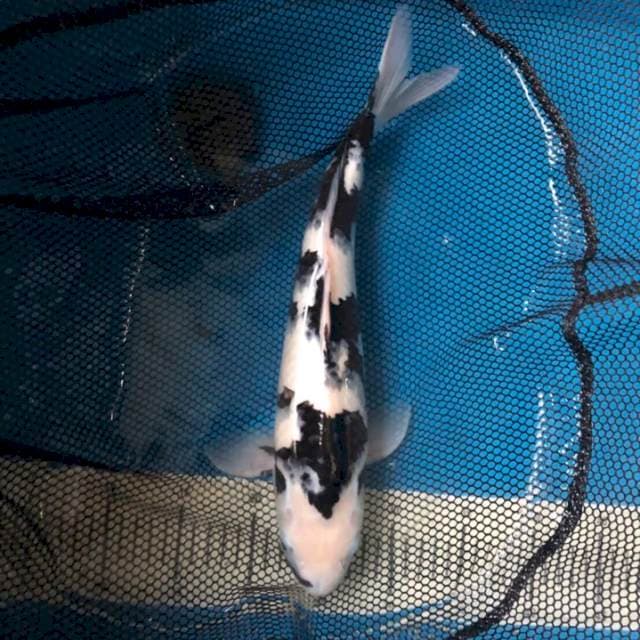 Shiro 40cm kode2