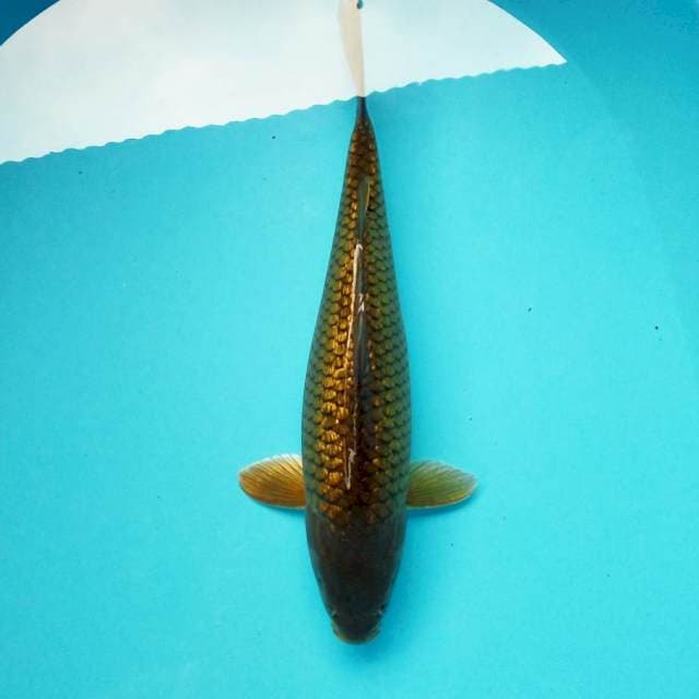 11. KINGINRIN MIDORI #30CM
