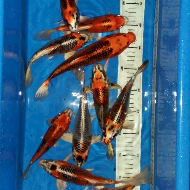 11 ekor KUJAKU 20--25cm