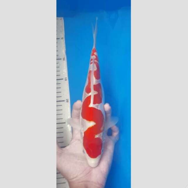 kohaku doitsu inazuma 30cm