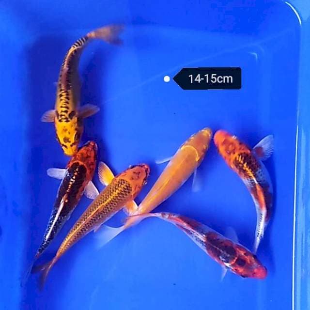 Paket kujaku 6 ekor