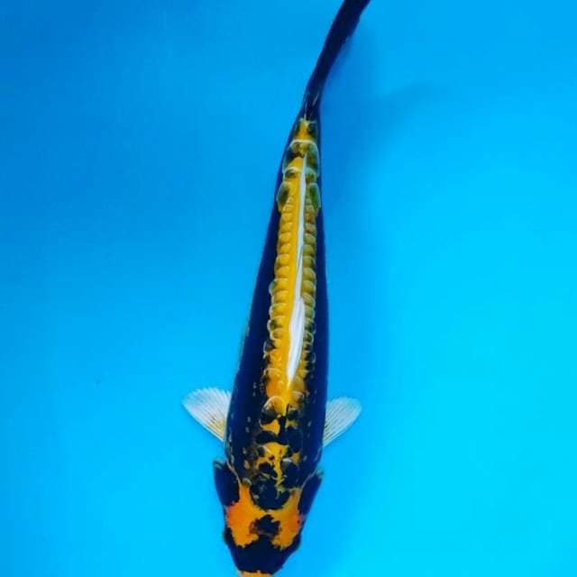 Kabuto 34cm