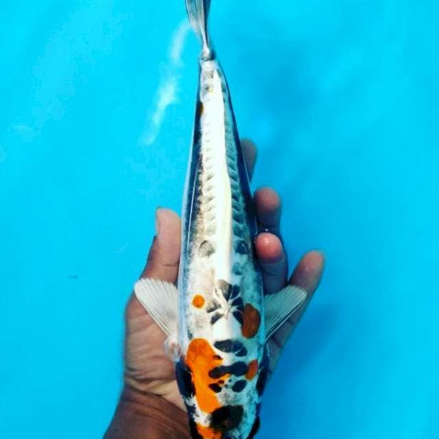 Antik 29 cm