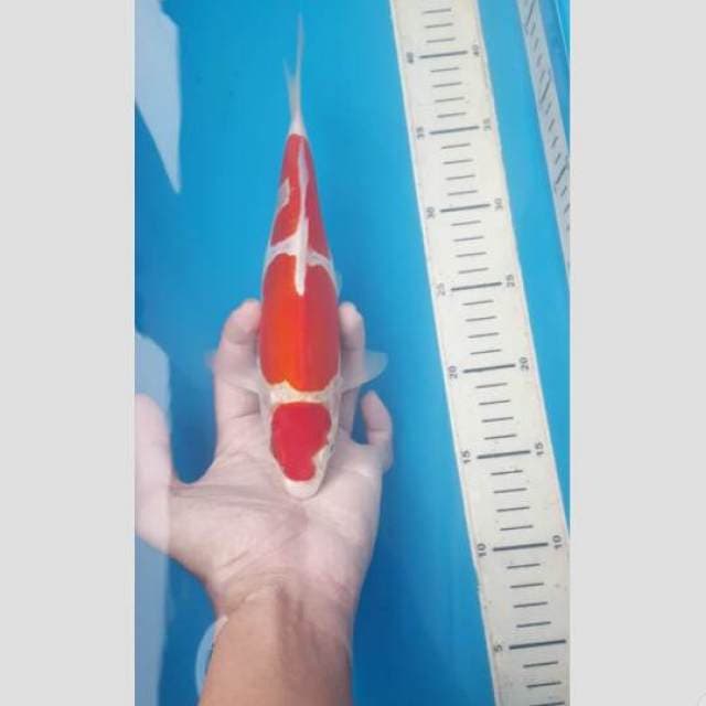 kohaku doit 3step kating kering