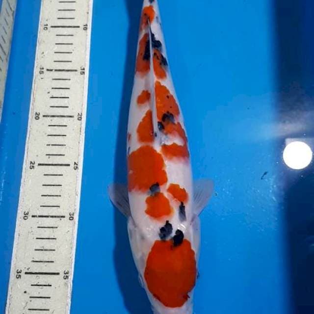 MARUTEN SANKE 37 CM