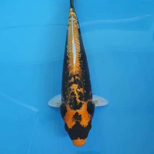 GIN KABUTO 37 CM