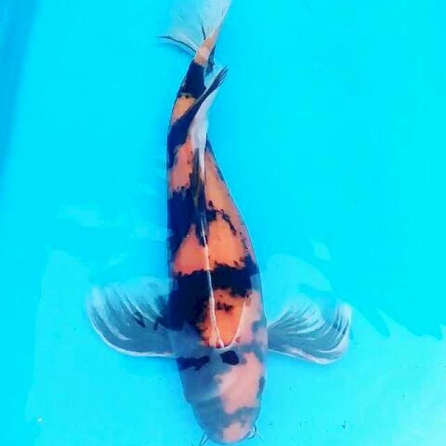 HISHOWA