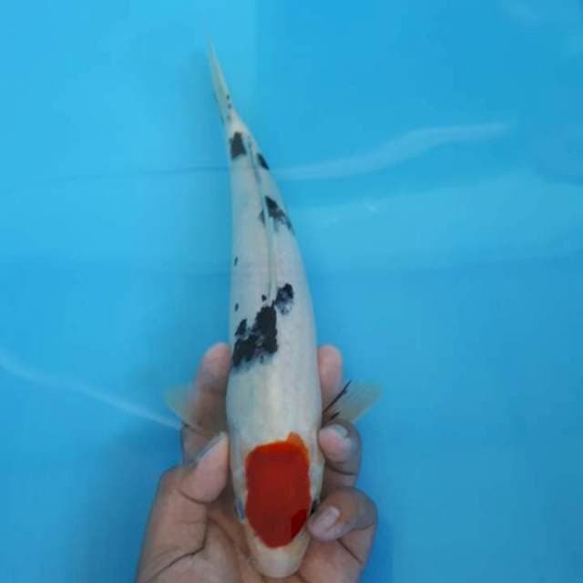 1 tancho sanke 32cm