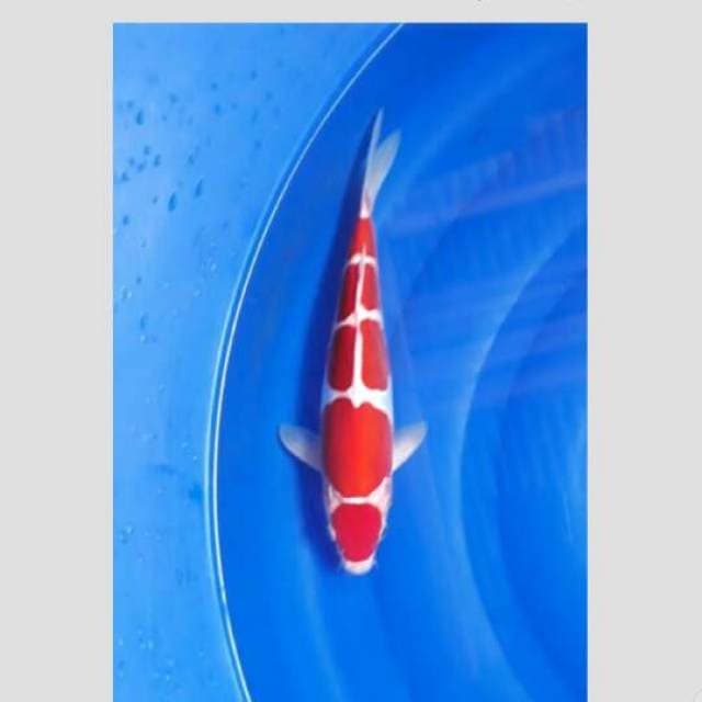 kohaku 5step super 30cm
