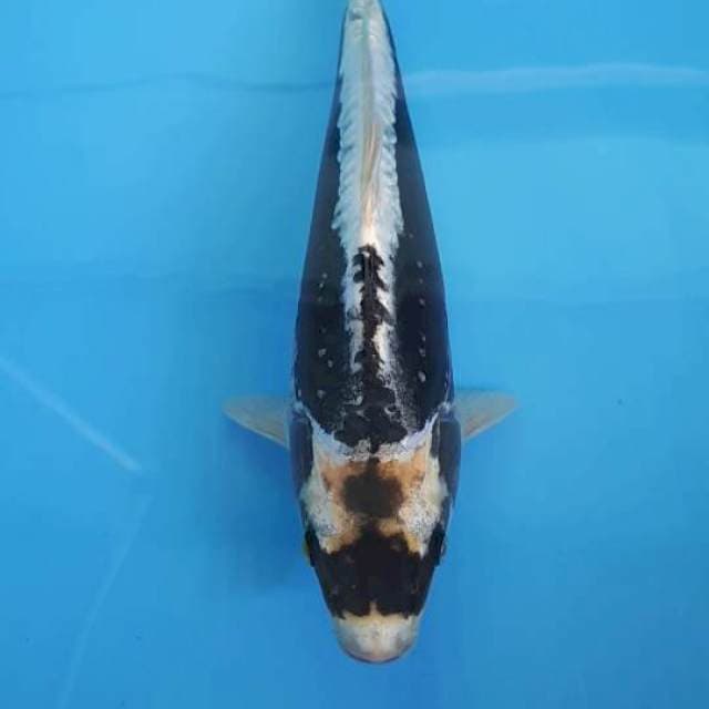 GIN KABUTO 37 CM