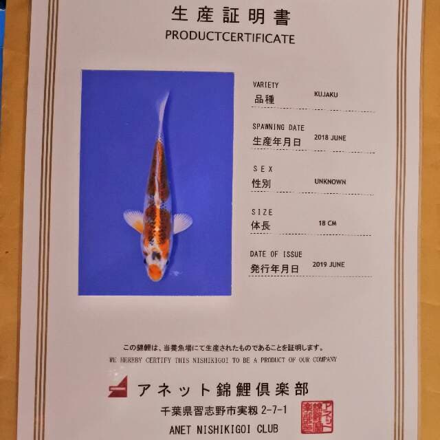 Kujaku (Anet) 18cm. Impor dan Sertifikat