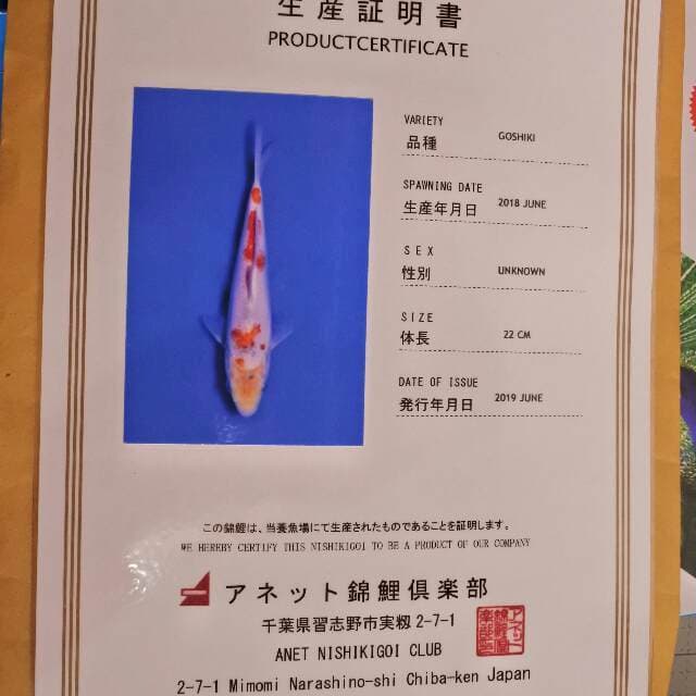 Goshiki (Anet) 22cm. Impor dan Sertifikat