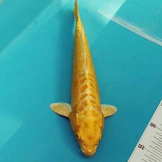 YAMABUKI OGON DOITSU MULUS