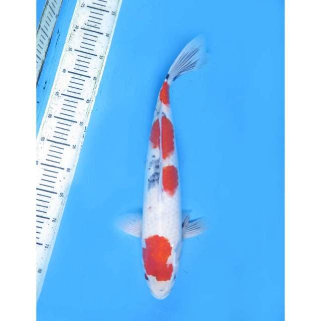 Sanke- 51Cm