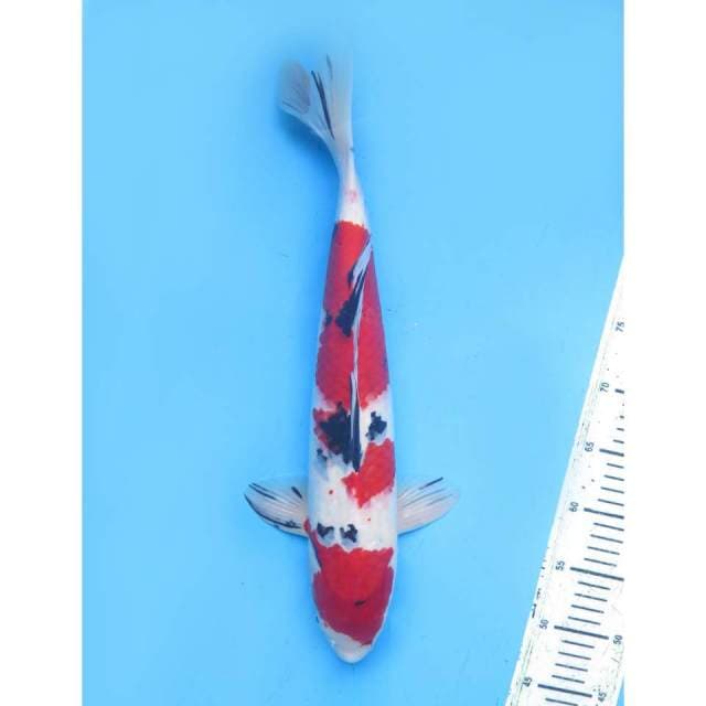 Sanke-42Cm