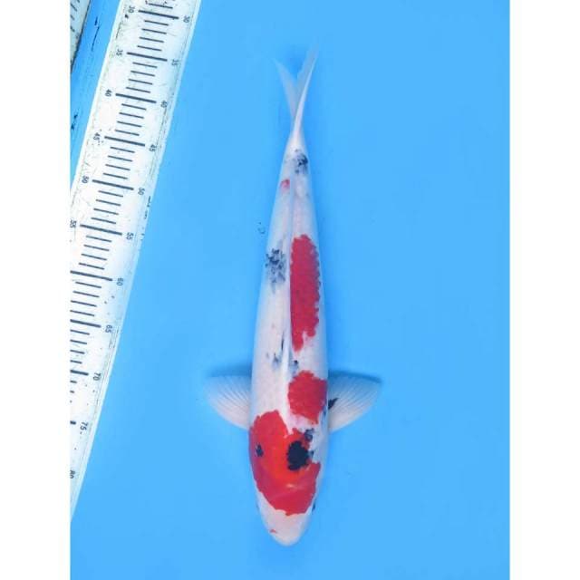 Showa - 48Cm
