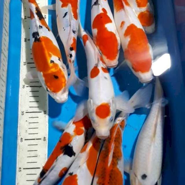 GOSHIKI SANKE & TANCHO 27 SAMPAI 29 CM