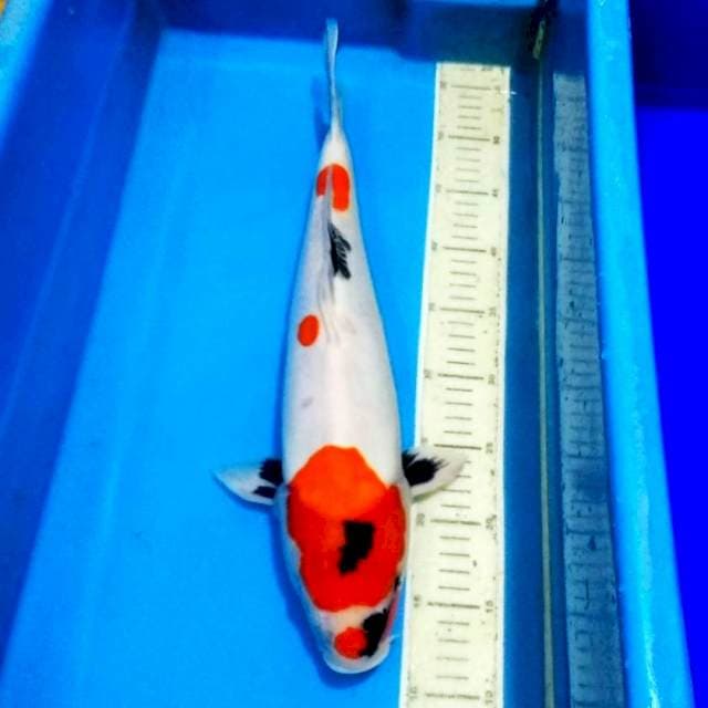 Showa doitsu halus 45cm