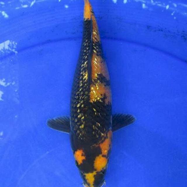 Utsuri ±28cm