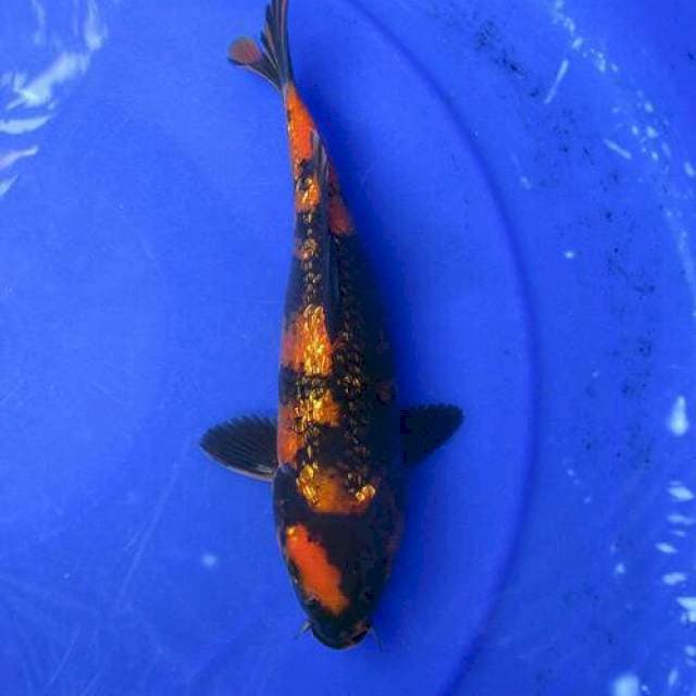 Utsuri ginrin ±25cm