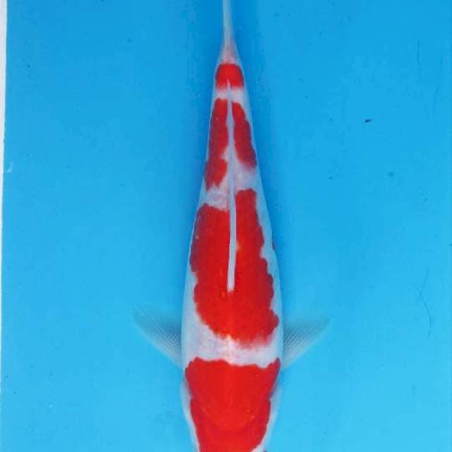 Kohaku step 4