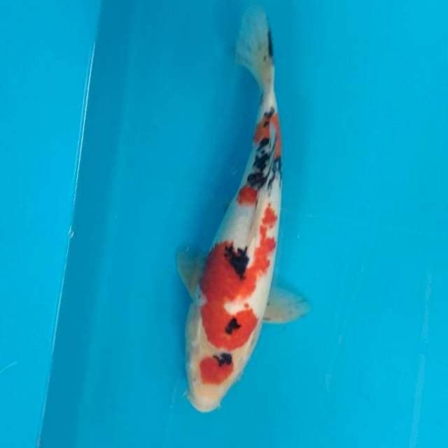 Sanke 34 cm