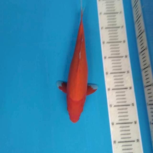 AKA HAJIRO 36 CM