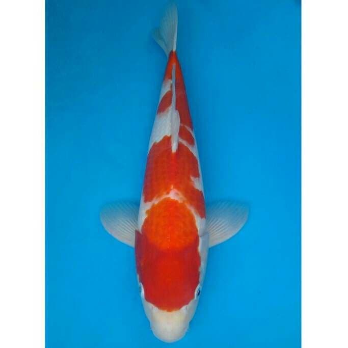 Ogata Kohaku