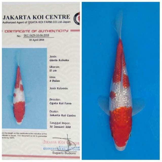 Ogata Kohaku Ginrin