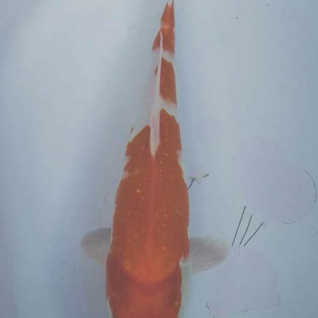 Kohaku female 35