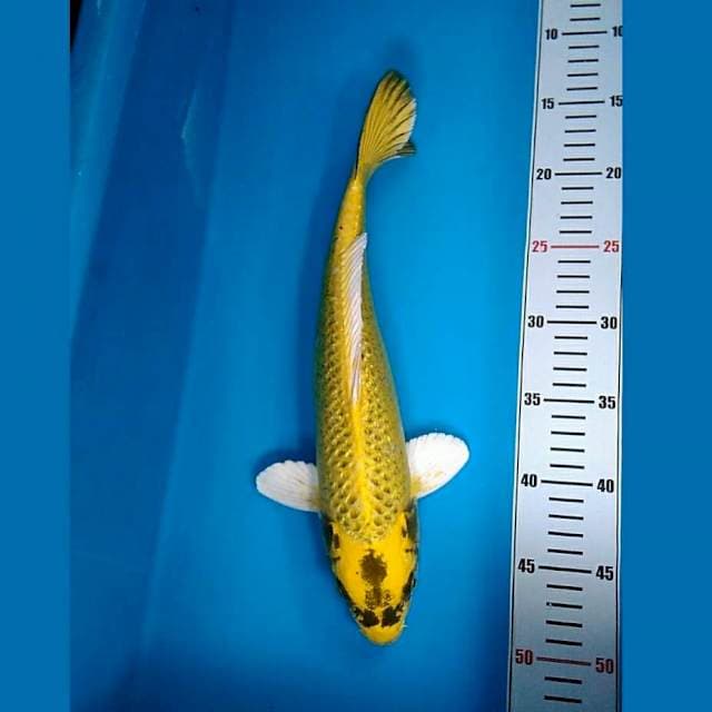 Ogon ginrin 35cm