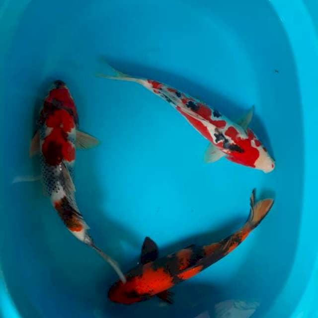 Mantap mix