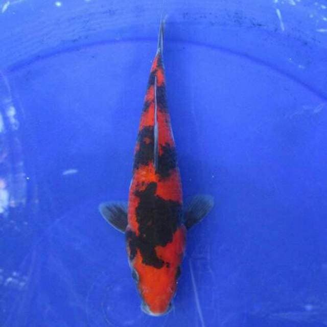 Showa motogoro ±25cm