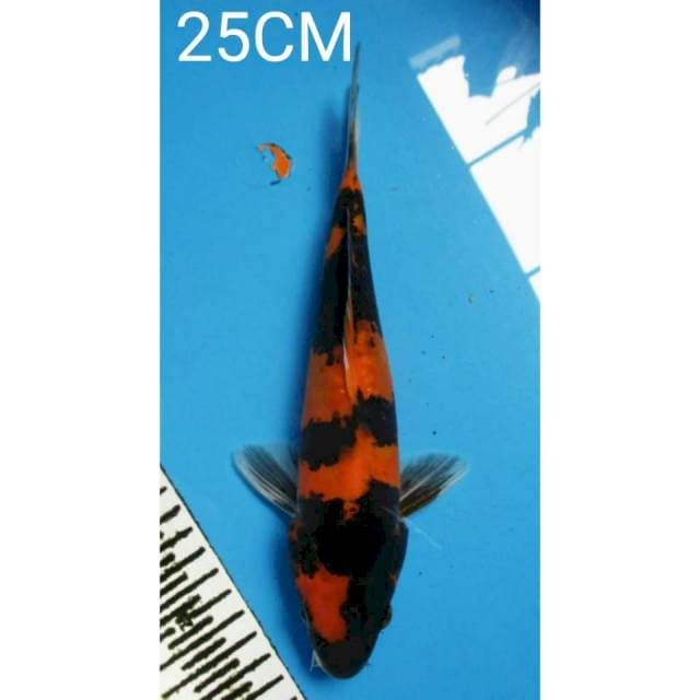 Utshuri doitshu 25CM jantan