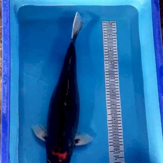 Benikumon Jumbo 53