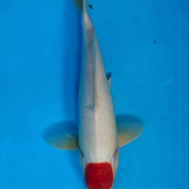 Tanco kohaku