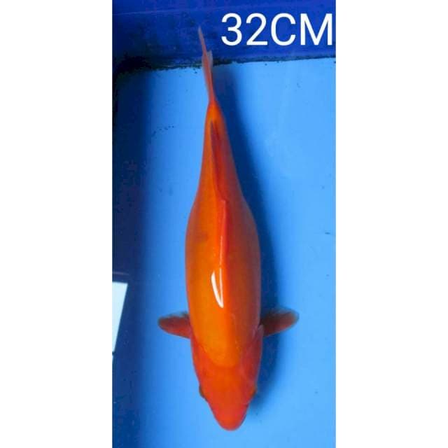 Aka hajiro doitshu 32CM