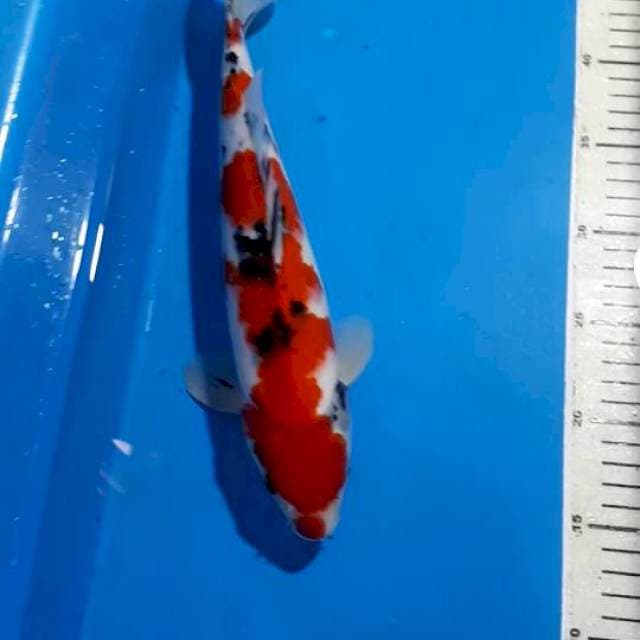 KUCIBENI SANKE 32 CM